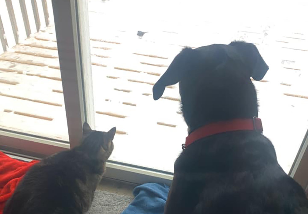 My cat, Toonces and my dog, Chloe, sitting together to watch the birds in the snow.